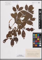 Foto von Salix cinerea L.